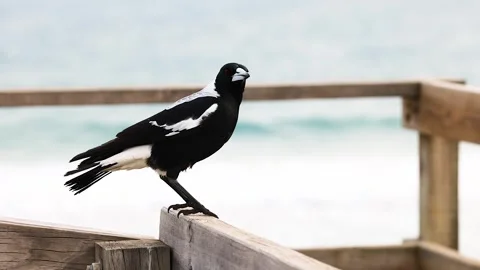 Australian Magpie Perched by Ocean in Barwon Heads Stockbeeldmateriaal 306124101