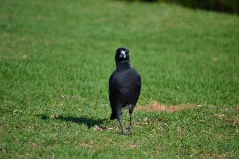 Australian magpie Stock Photos
