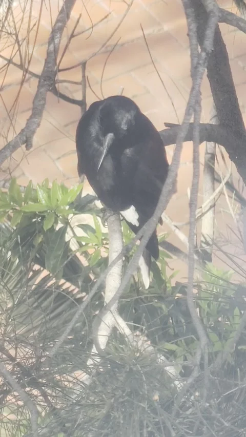 Australian Magpie Resting Peacefully on a Tree Branch Stock Footage 343735178