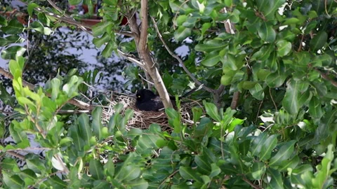 An Australian magpie sits on it's eggs protecting it's nest in Sydney, Stock Footage 211313357