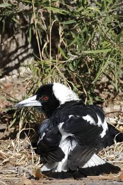Australian magpie sunbathing. Stock Photos
