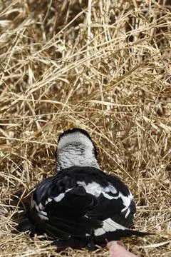 Australian magpie sunbathing. Stock Photos