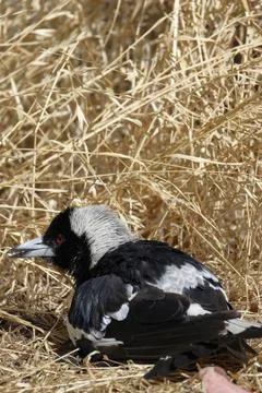Australian magpie sunbathing. Stock Photos