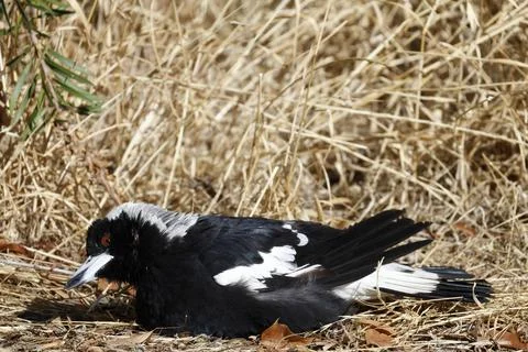 Australian magpie sunbathing. Stock Photos