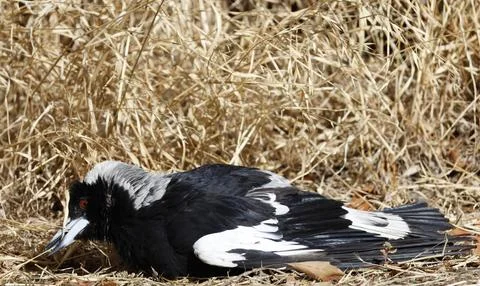 Australian magpie sunbathing. Stock Photos