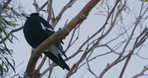 Australian Magpie on Tree Branch Stock Footage 317816245