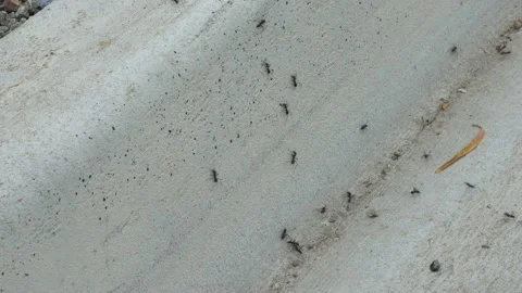 Australian meat ants in gutter Video stock 196755907
