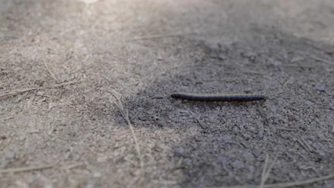 An Australian Millipede Marching Stock Footage 164624942