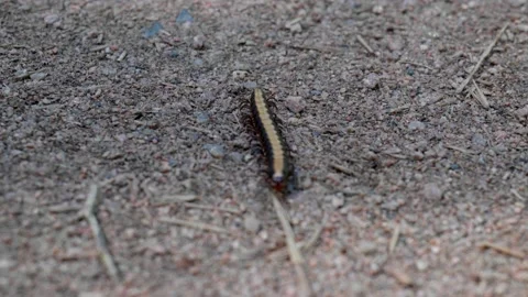 An Australian Millipede marching Stock Footage 164625033