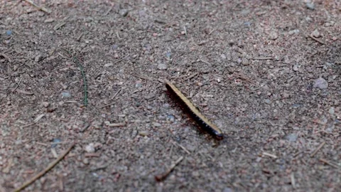 An Australian Millipede marching on a forest floor. Stock Footage 164625127
