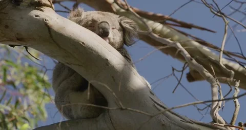 Australian Native Animal, Koala Dozing on Tree Vídeo Stock 330143541