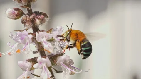 Australian Native Bee - Blue-banded Bee (Amegilla Genus), Foraging On A Flower 스톡 동영상 330976262