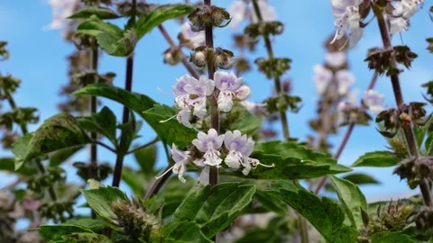 Australian Native Bee Collecting Nectar From Flowers - Close Up Stock Footage 312317536
