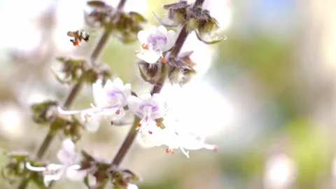 Australian Native Bee Collecting Nectar From Flowers - Close Up Stock Footage 313863257