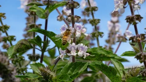 Australian Native Bee Collecting Pollen From Flower - Close Up Stock Footage 312247830