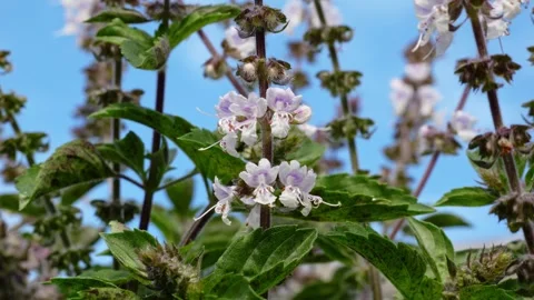 Australian Native Bee Flying Around Flowers In QLD, Australia - Close Up Shot Stock Footage 312195681