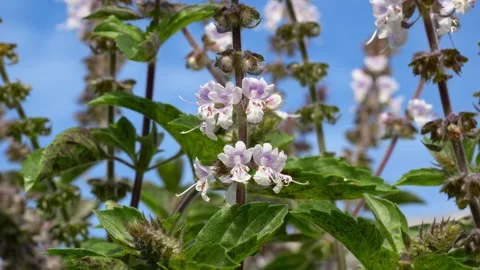 Australian Native Bee Flying Around Flowers - Close Up Stock Footage 312246934