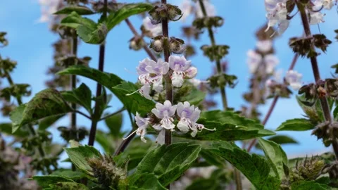 Australian Native Bee On Wild Flowers - Close Up Stock Footage 312314248