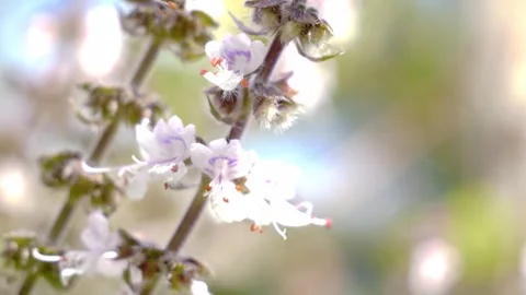 Australian Native Bees Pollinate Flower - Close Up Stock Footage 313863251