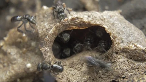 Australian native bees Tetragonula macro video Stock Footage 42830701