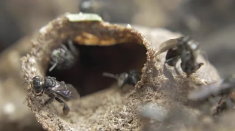 Australian native bees Tetragonula macro video Stock Footage 44233360