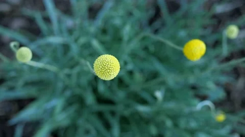 Australian Native Billy Button Pycnosorus Plant CLOSE UP 스톡 동영상 166356586