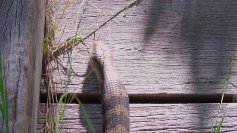 Australian native blue-tongued lizard 動画素材 109275633