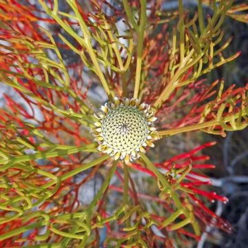 Australian native broad-leaf drumstick flower Stock Photos