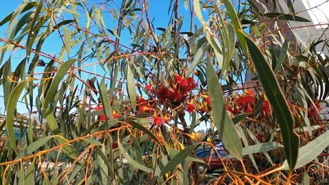 Australian native flower eucalyptus Stock Footage 138241669