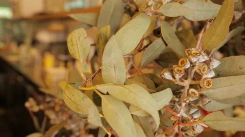 Australian Native Foliage in Focus with Cafe Interior Scene, Sydney, Australia Stock Footage 345692130
