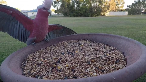 Australian native galah Stock Footage 93766324
