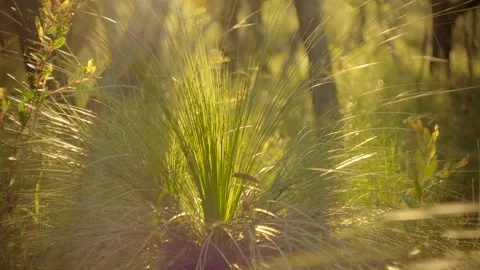 Australian Native Grass Tree Xanthorrhoea in golden sunlight, hand held Stock Footage 149715646
