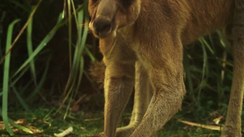 Australian Native Grey Kangaroo Scratching Ears Stock Footage 306043584