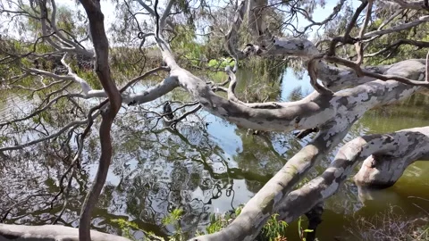 Australian native gum tree eucalyptus, with gnarled branches at Werribee River Vídeos de archivo 295331087