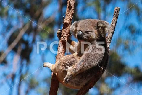 Australian native Koala resting between branches of eucalyptus tree Stock Photos