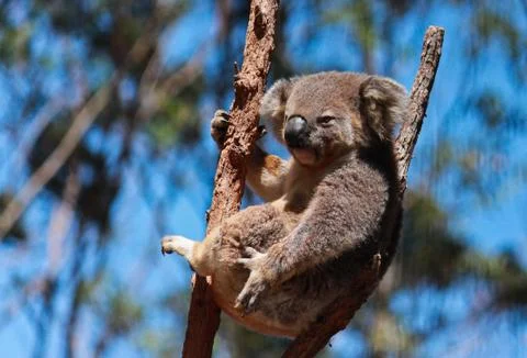 Australian native Koala resting between branches of eucalyptus tree 스톡 사진