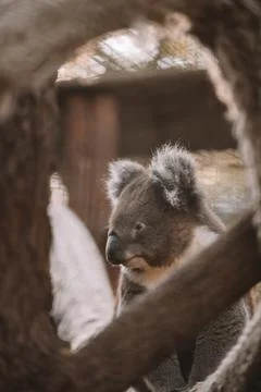 Australian native koala sitting in a tree. Stock Photos