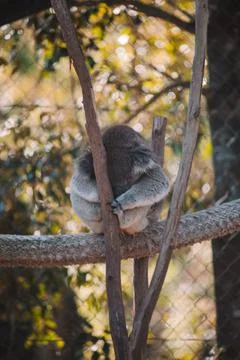 Australian native koala sitting in a tree. Stock Photos