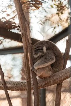 Australian native koala sitting in a tree. Foto stock
