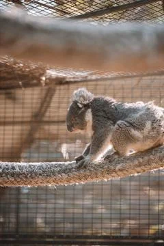 Australian native koala sitting in a tree. Foto stock