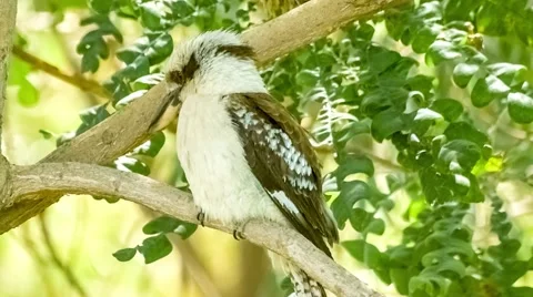 Australian native kookaburra bird scratching its neck with foot whilst perche Stock Footage 61226312