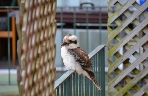 Australian native kookaburra Stock Photos