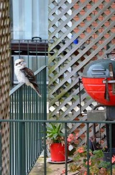 Australian native kookaburra Stock Photos