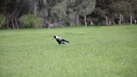 Australian native magpie in a field Stock Footage