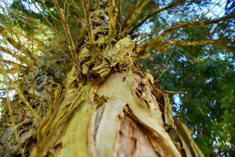 Australian Native Paperbark Tree Stock Photos