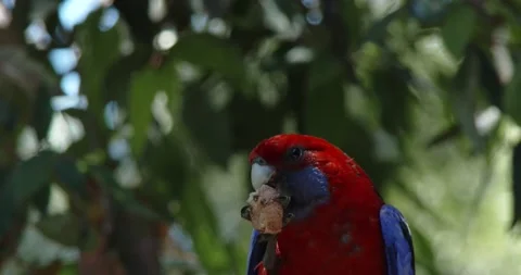 Australian Native Parrots, Rainbow Lorikeet - Eating Video stock 195680045