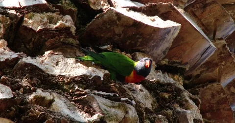 Australian Native Parrots, Rainbow Lorikeet Clip0116 스톡 동영상 231020549