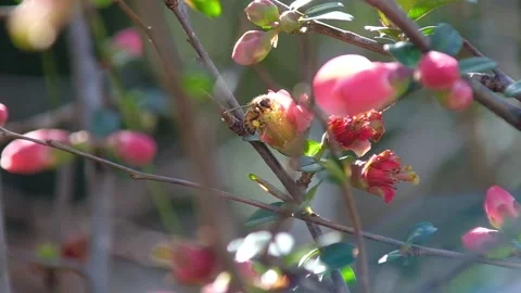 An Australian Native Stingless bee collecting pollen Stock Footage 206531445