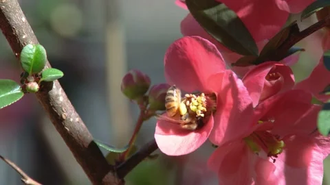 An Australian Native Stingless bee is collecting pollen Stock Footage 206532020