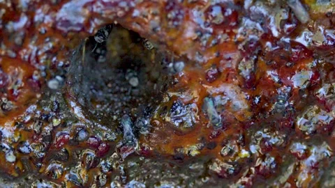 Australian Native Stingless Bees Swarming Around a Propolis Hive Entrance Stock Footage 334984734